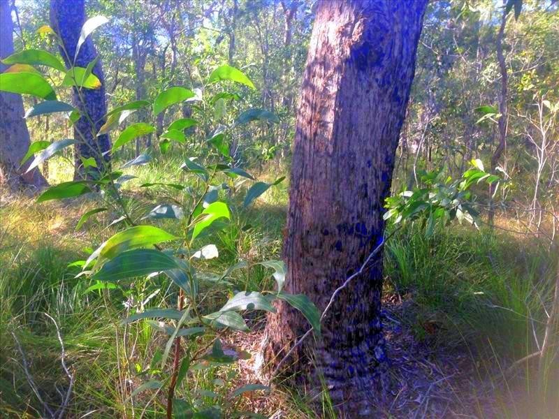 lot 4 Round Hill Road, Round Hill QLD 4677
