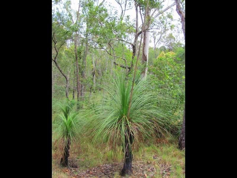 Lot 51 Dillon Road, Captain Creek QLD 4677