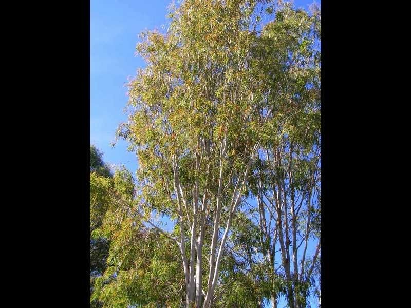 7 Fingerfield Road, Rules Beach QLD 4674