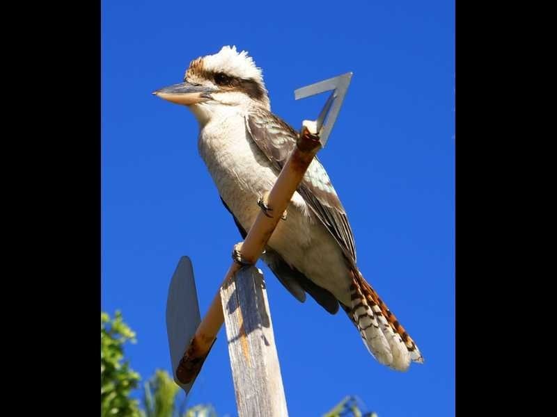 16 Matchbox Road, Deepwater QLD 4674