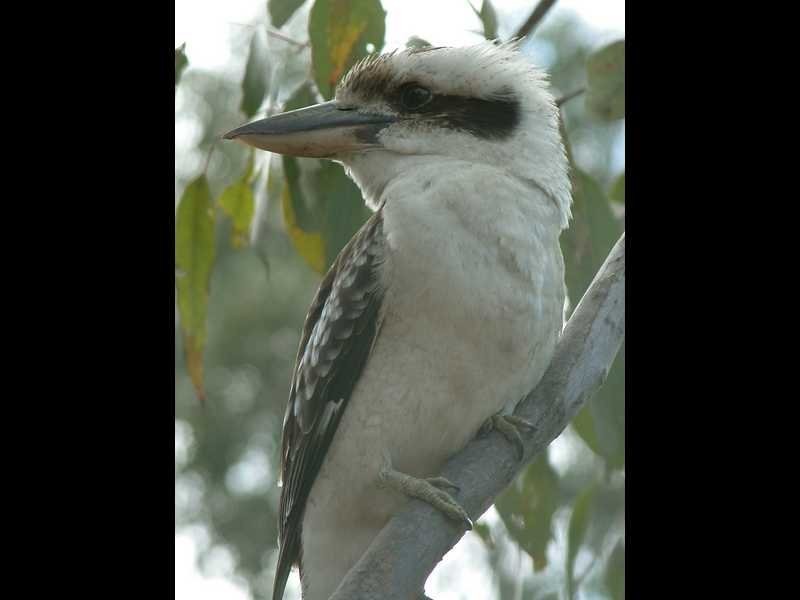 16 Matchbox Road, Deepwater QLD 4674