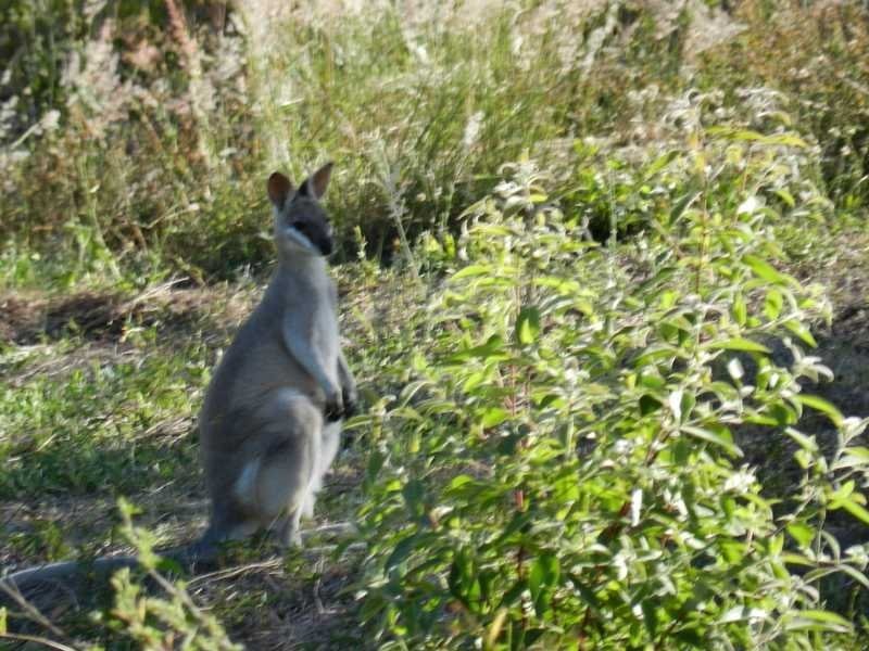 8 Shady Lane, Agnes Water QLD 4677