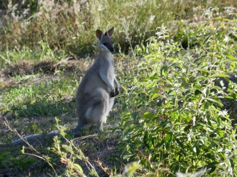 8 Shady Lane, Agnes Water QLD 4677