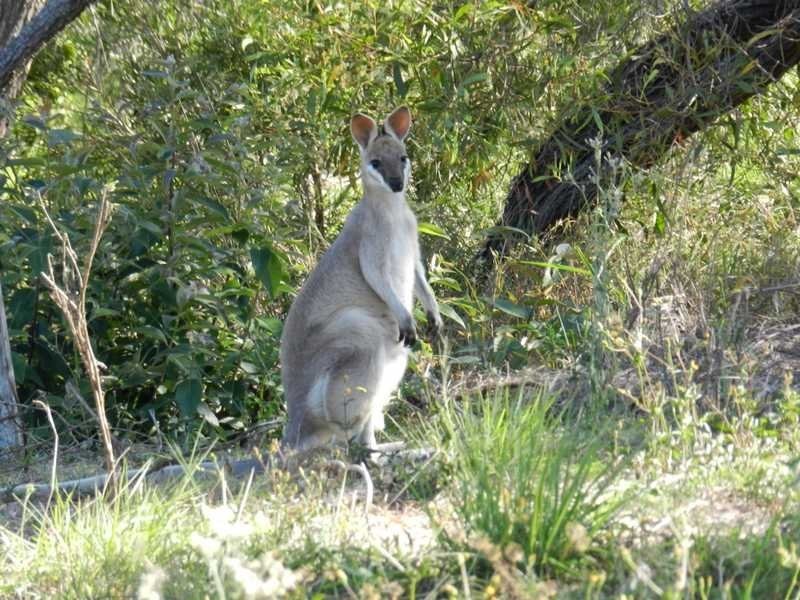 8 Shady Lane, Agnes Water QLD 4677