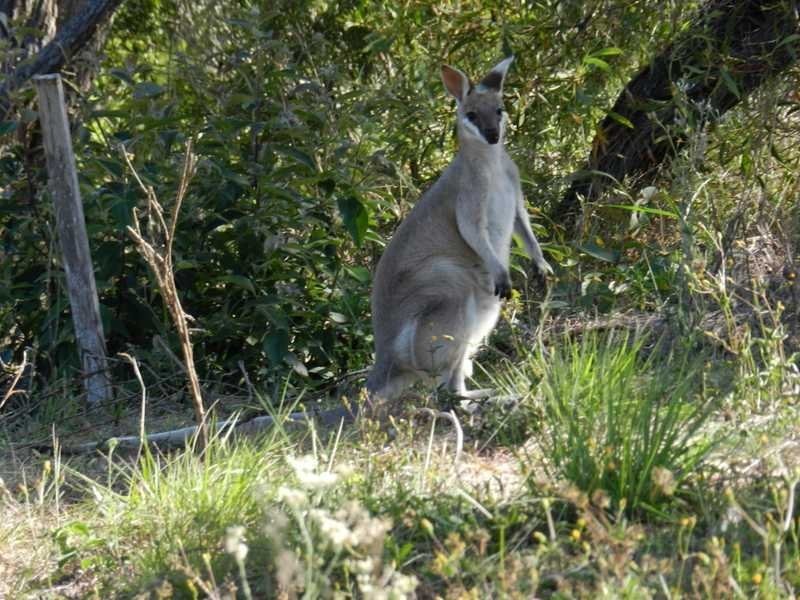 8 Shady Lane, Agnes Water QLD 4677