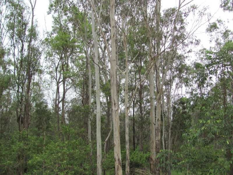 Lot 29 Creevey Drive, Agnes Water QLD 4677