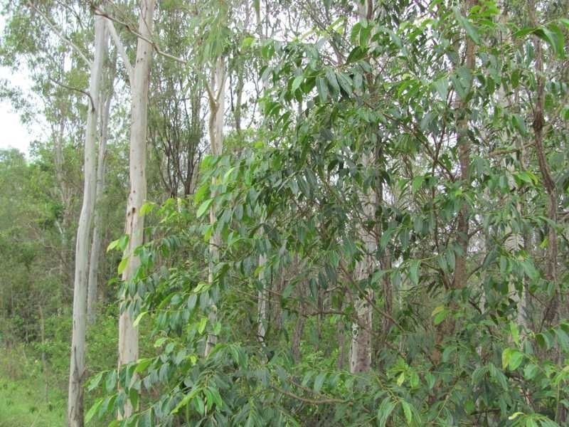 Lot 29 Creevey Drive, Agnes Water QLD 4677