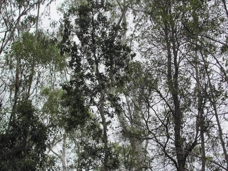 Lot 29 Creevey Drive, Agnes Water QLD 4677