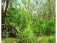 Captain Creek QLD 4677