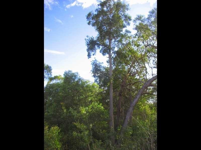 Captain Creek QLD 4677