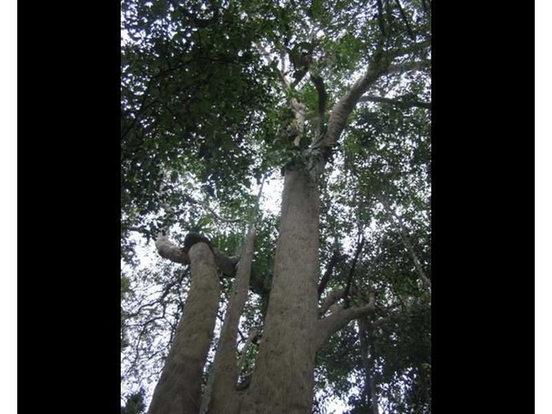 Captain Creek QLD 4677