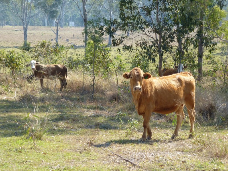44014 Bruce Highway, Miriam Vale QLD 4677