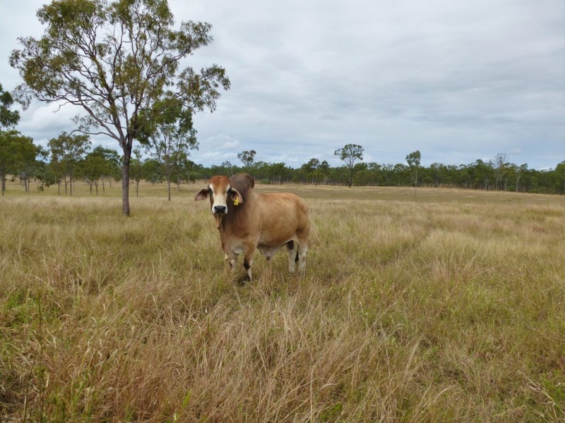 Lot 187 Redhill Road, Bororen QLD 4678