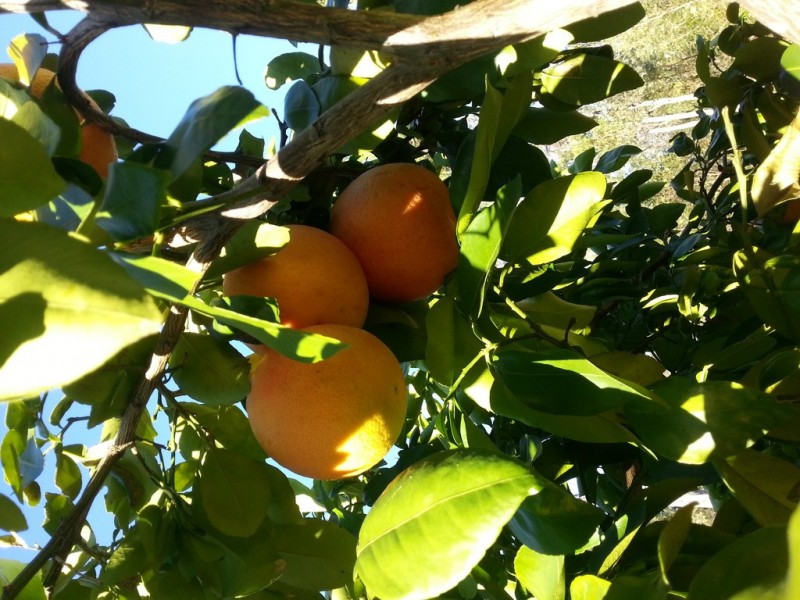 62 Mitchell Road, Mount Maria QLD 4674