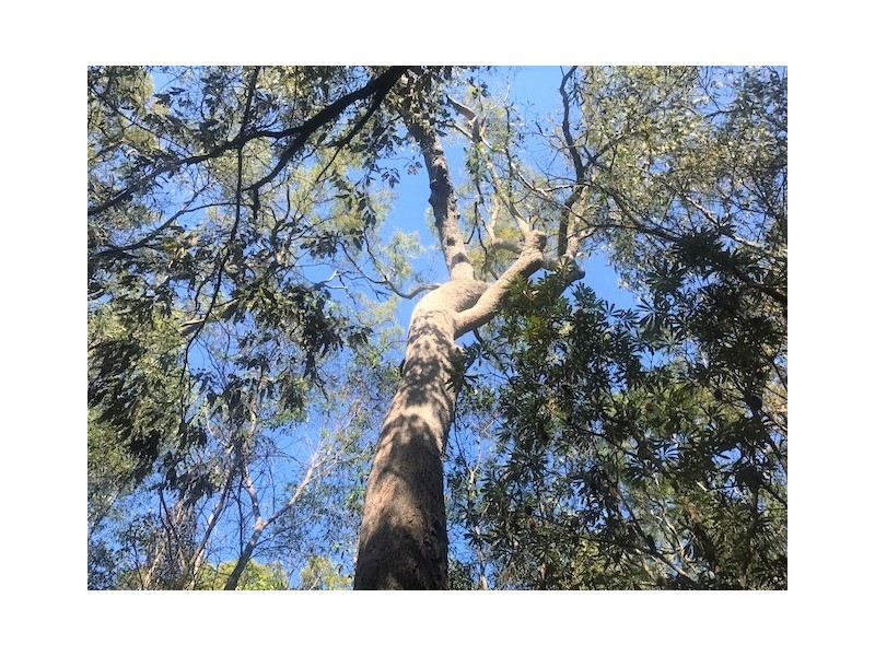 301 Masthead Drive, Agnes Water QLD 4677