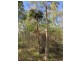 1 Dillon Road, Captain Creek QLD 4677