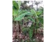 168 JOSEFSKI RD, Agnes Water QLD 4677