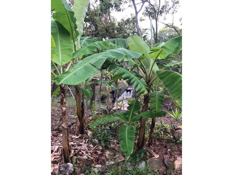168 JOSEFSKI RD, Agnes Water QLD 4677