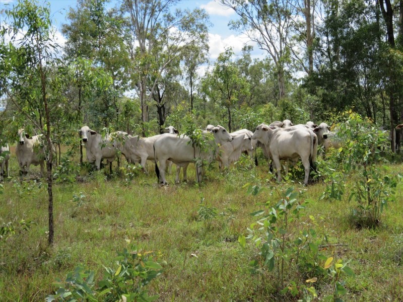 Miriam Vale QLD 4677