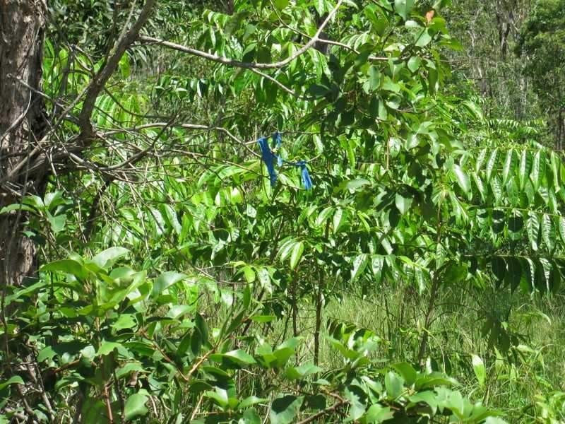 Lot 97 Range Road, Captain Creek QLD 4677