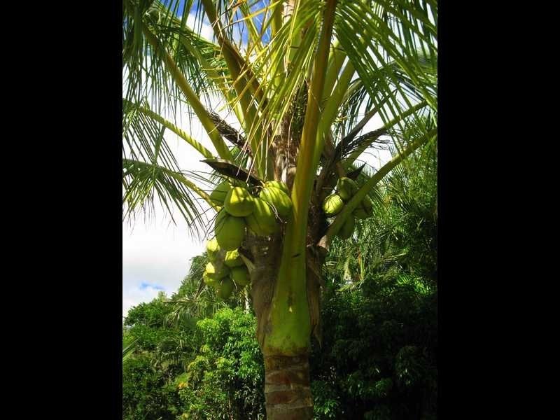 36 Wistari Tce, Agnes Water QLD 4677