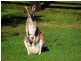 Lot 91 Fitzroy Crescent, Agnes Water QLD 4677