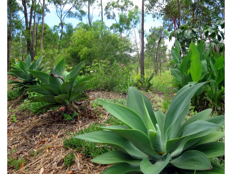 Agnes Water QLD 4677