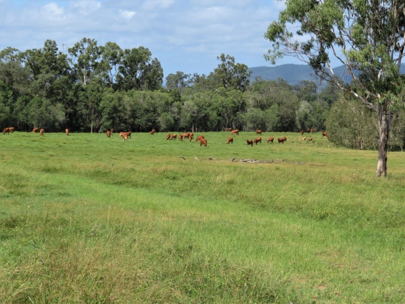 418 Bindaree Road,, Mount Tom QLD 4677