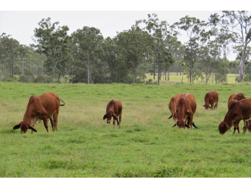 418 Bindaree Road,, Mount Tom QLD 4677