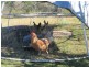 1079 Hills Road, Mount Maria QLD 4674