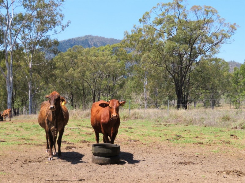 Lot 80 Kiora Road, Colosseum QLD 4677