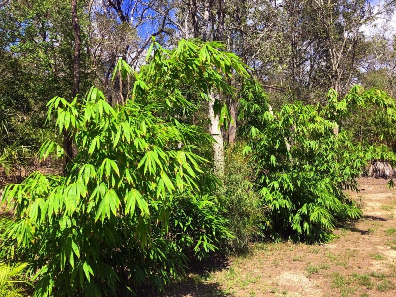 226 Innamincka Way, Agnes Water QLD 4677