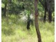 Captain Creek QLD 4677