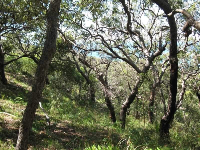 Lot 147 Bloodwood Ave Sth Sunrise at 1770, Agnes Water QLD 4677