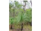 Lot 51 Dillon Road, Captain Creek QLD 4677