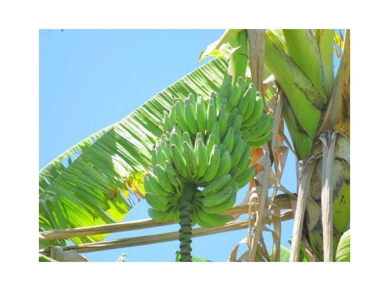 83 Whyte Cres, Agnes Water QLD 4677