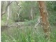 184 Murphy Road, Captain Creek QLD 4677