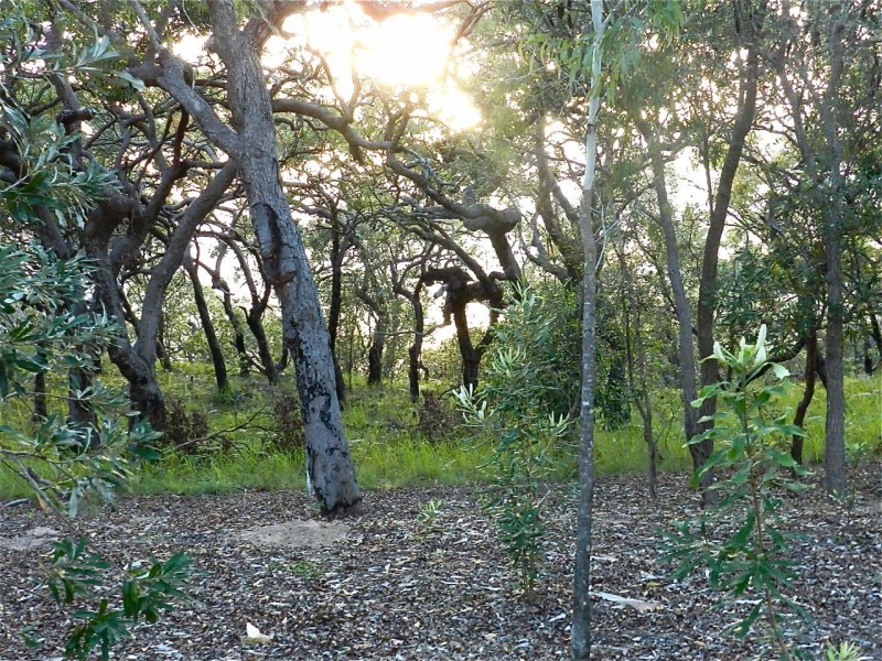 Lot 103 Bloodwood Ave Sth Sunrise, Agnes Water QLD 4677