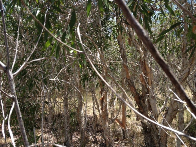LOT 292 Streeter Drive, Agnes Water QLD 4677