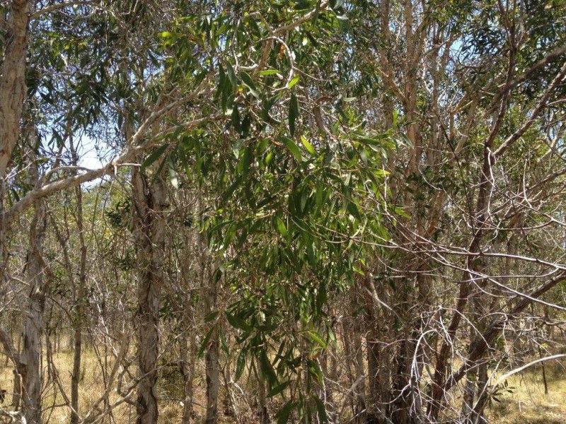 LOT 292 Streeter Drive, Agnes Water QLD 4677