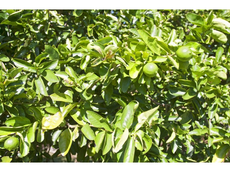 263 Rocky Crossing Road, Agnes Water QLD 4677