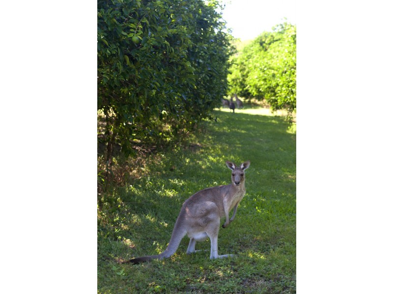 263 Rocky Crossing Road, Agnes Water QLD 4677