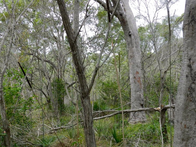 Lot 74 Wistari Tce, Agnes Water QLD 4677