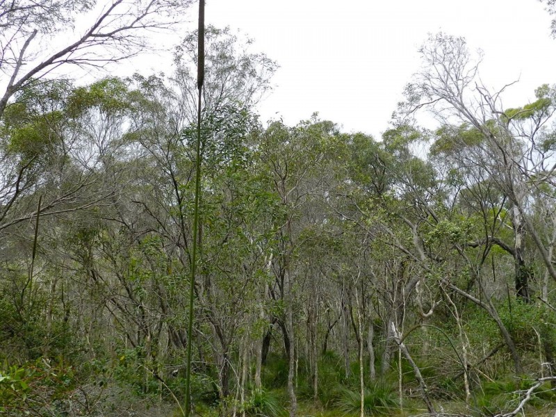 Lot 74 Wistari Tce, Agnes Water QLD 4677