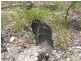 Lot 26 Tablelands Road, Mount Maria QLD 4674
