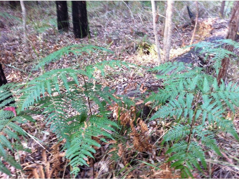 Captain Creek QLD 4677