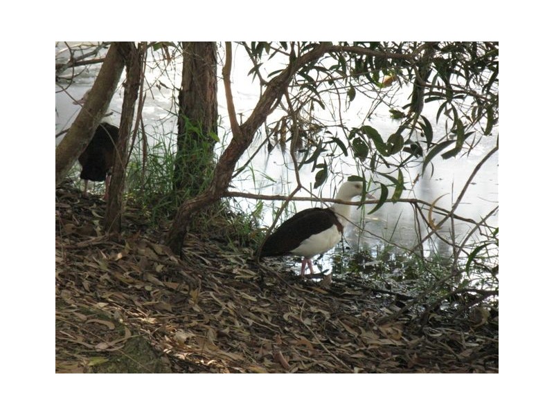 2385 Round Hill Rd, Round Hill QLD 4677