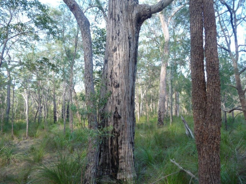 Lot 12 Dillon Rd, Captain Creek QLD 4677