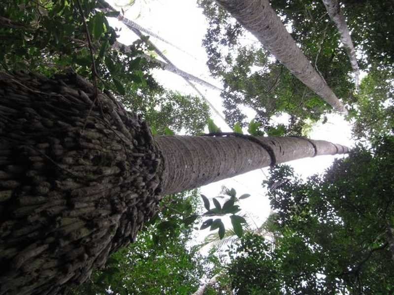 Lot 240 Baldaw, Captain Creek QLD 4677