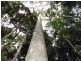 Lot 240 Baldaw, Captain Creek QLD 4677